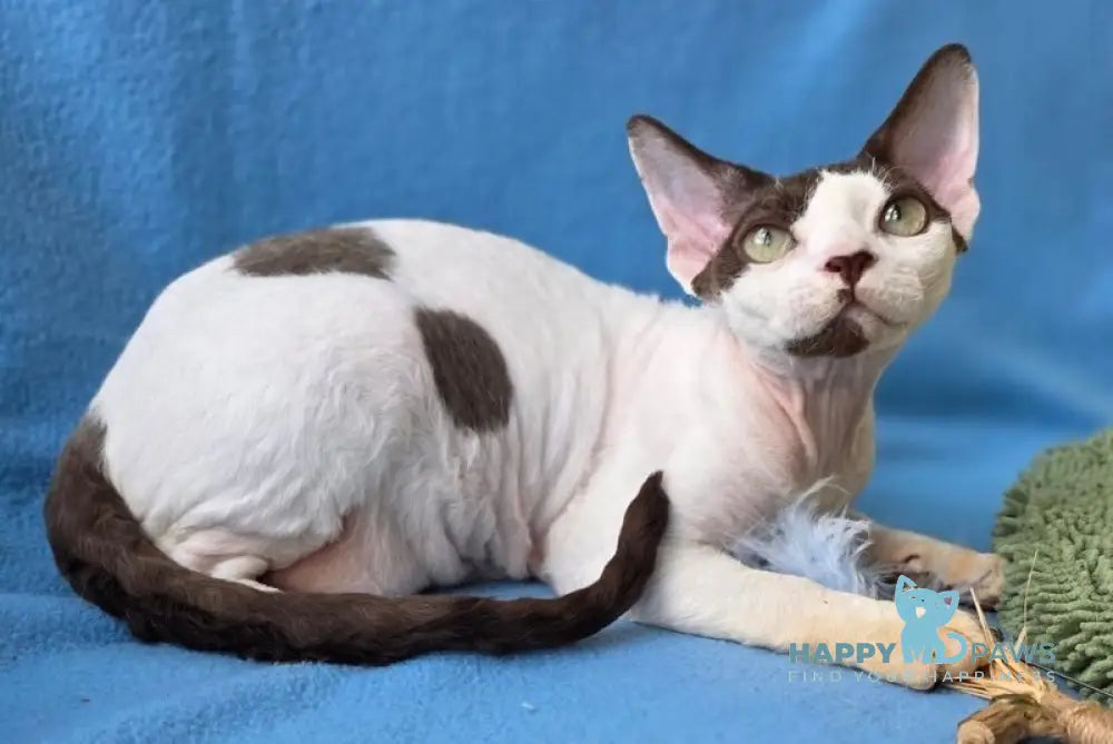 X-factor Devon Rex male chocolate harlequin live animals