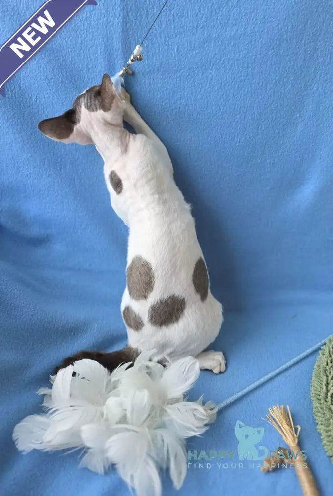 X-factor Devon Rex male chocolate harlequin live animals