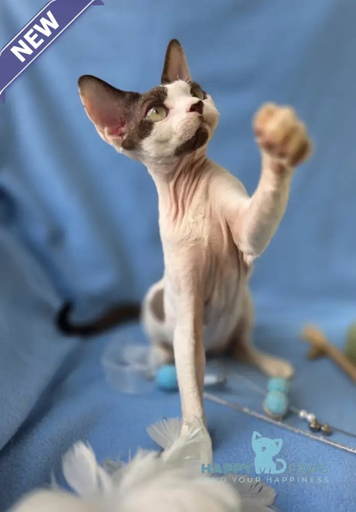 X-factor Devon Rex male chocolate harlequin live animals