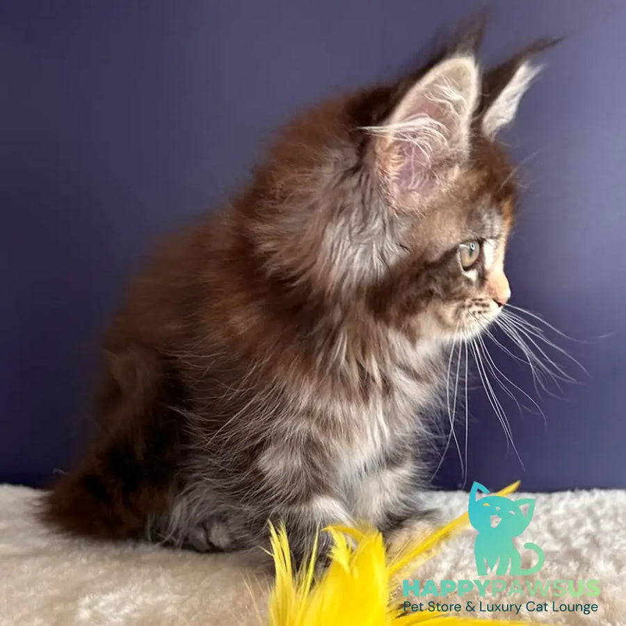 X-Lady Maine Coon female black tortie silver tabby - live animals