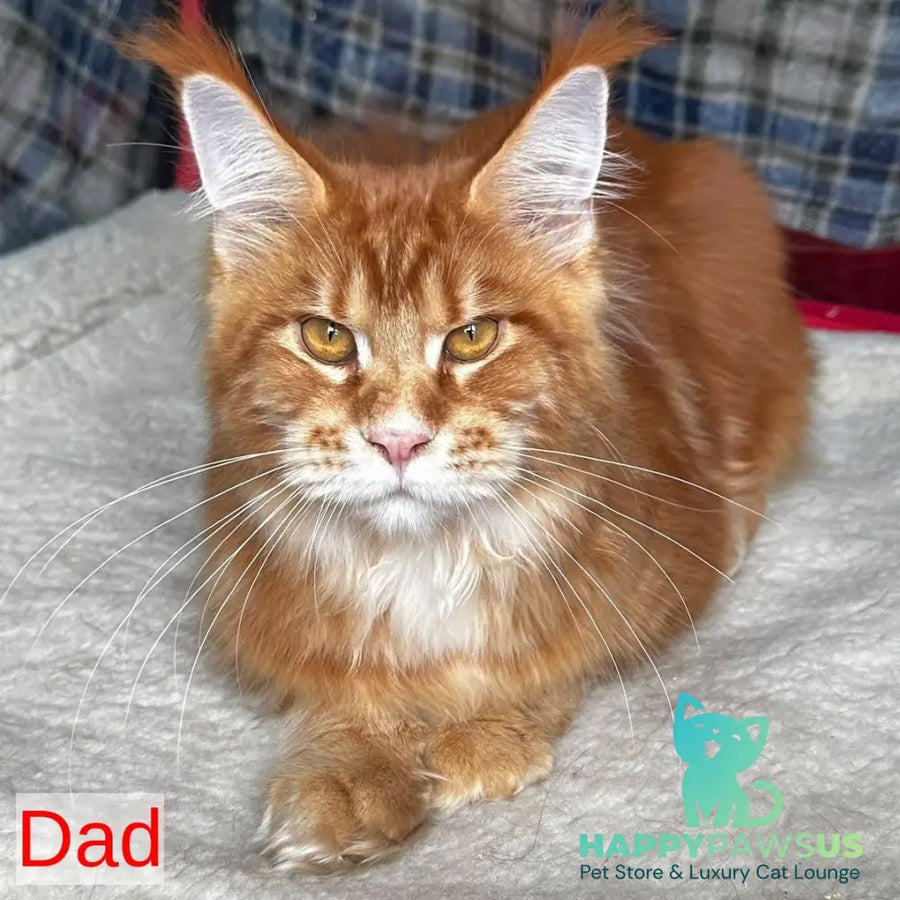 X-Lady Maine Coon female black tortie silver tabby - live animals