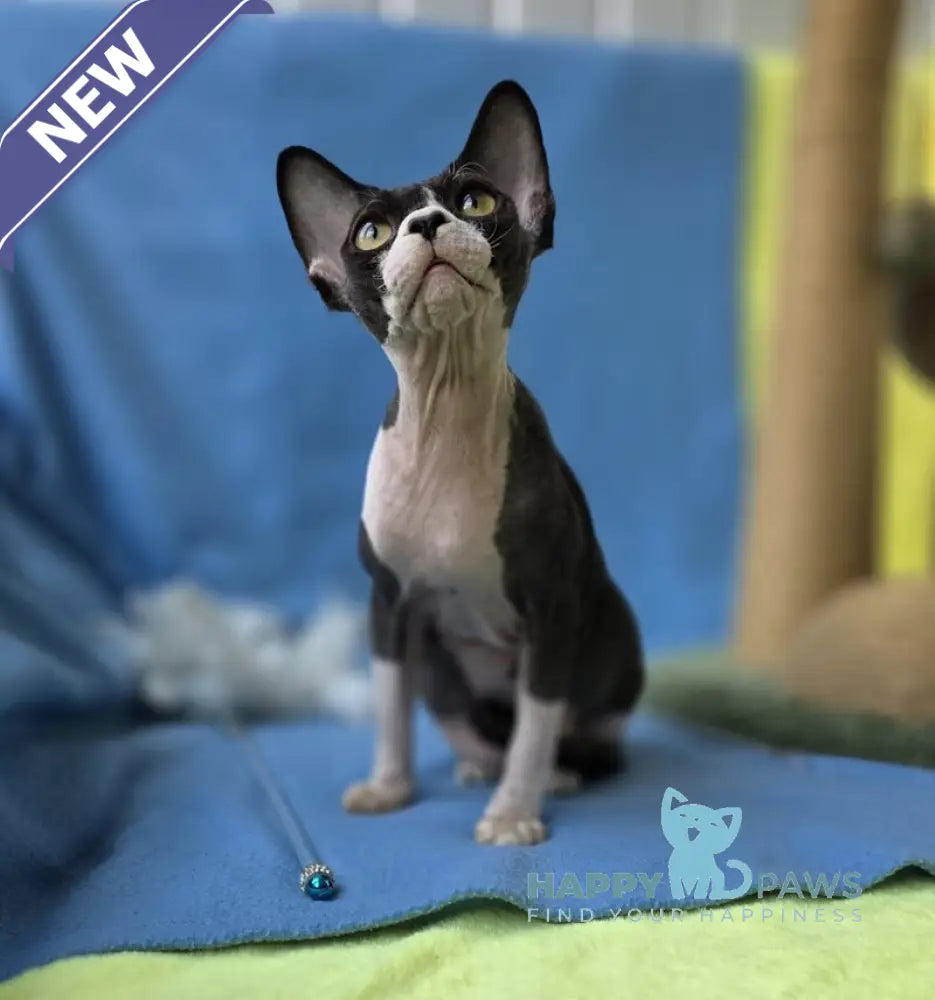 X-man Devon Rex male black bicolour live animals