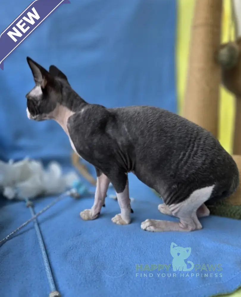 X-man Devon Rex male black bicolour live animals