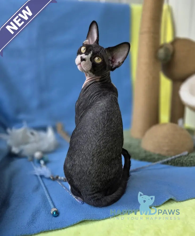 X-man Devon Rex male black bicolour live animals