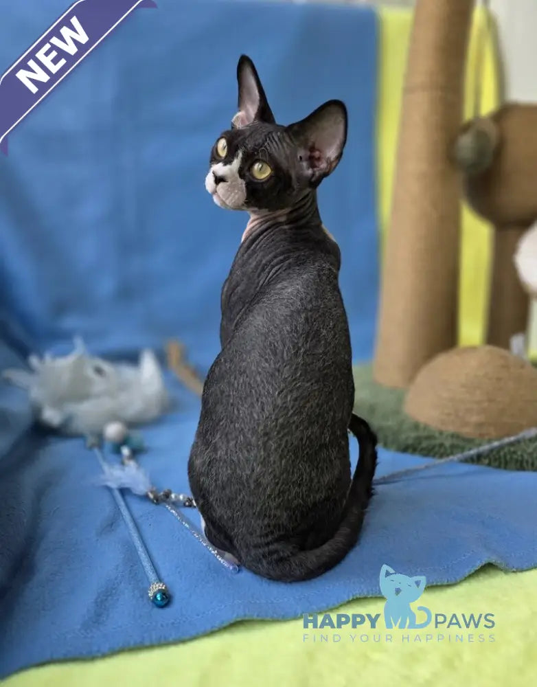 X-man Devon Rex male black bicolour live animals