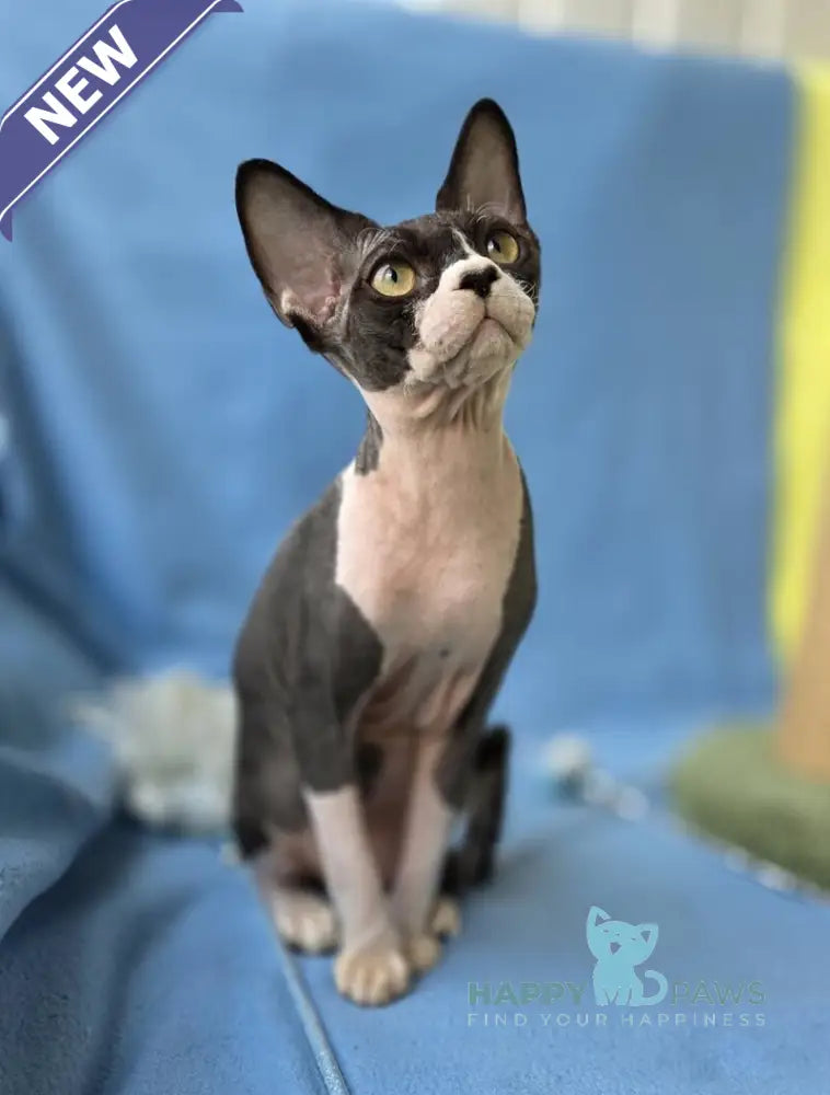 X-man Devon Rex male black bicolour live animals