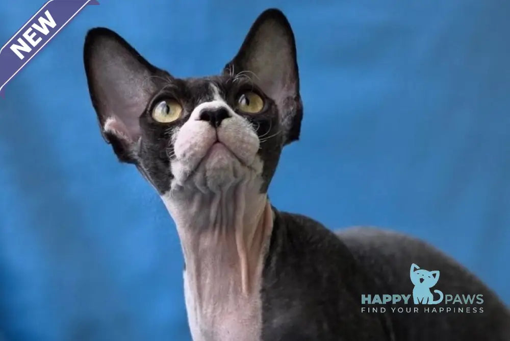 X-man Devon Rex male black bicolour live animals