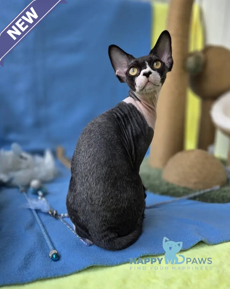 X-man Devon Rex male black bicolour live animals