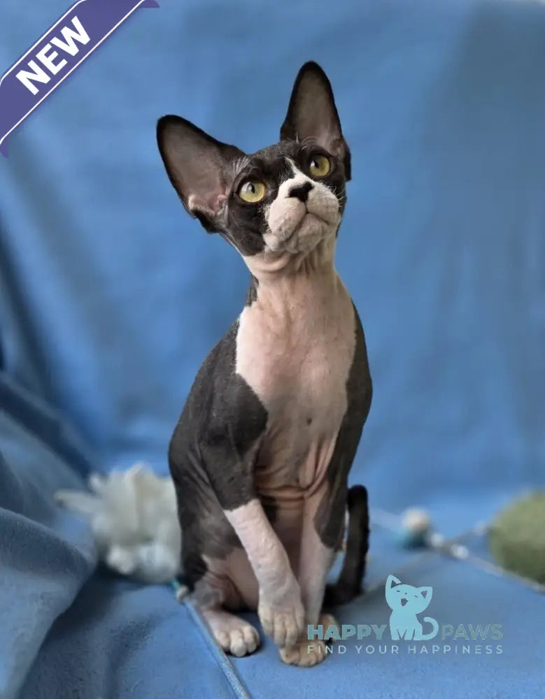 X-man Devon Rex male black bicolour live animals