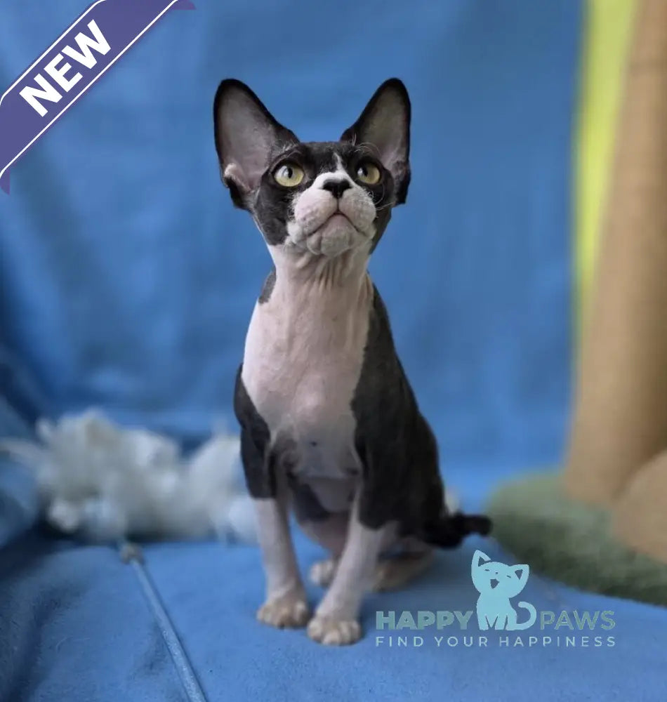 X-man Devon Rex male black bicolour live animals