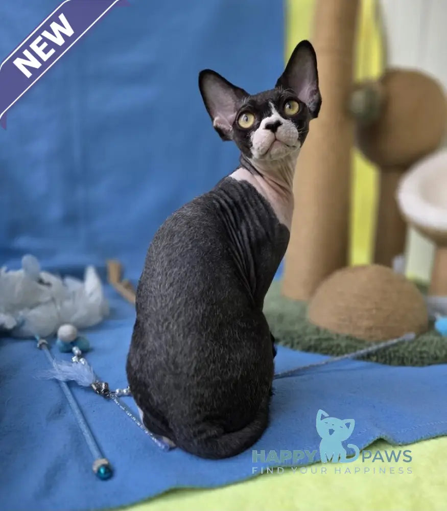 X-man Devon Rex male black bicolour live animals