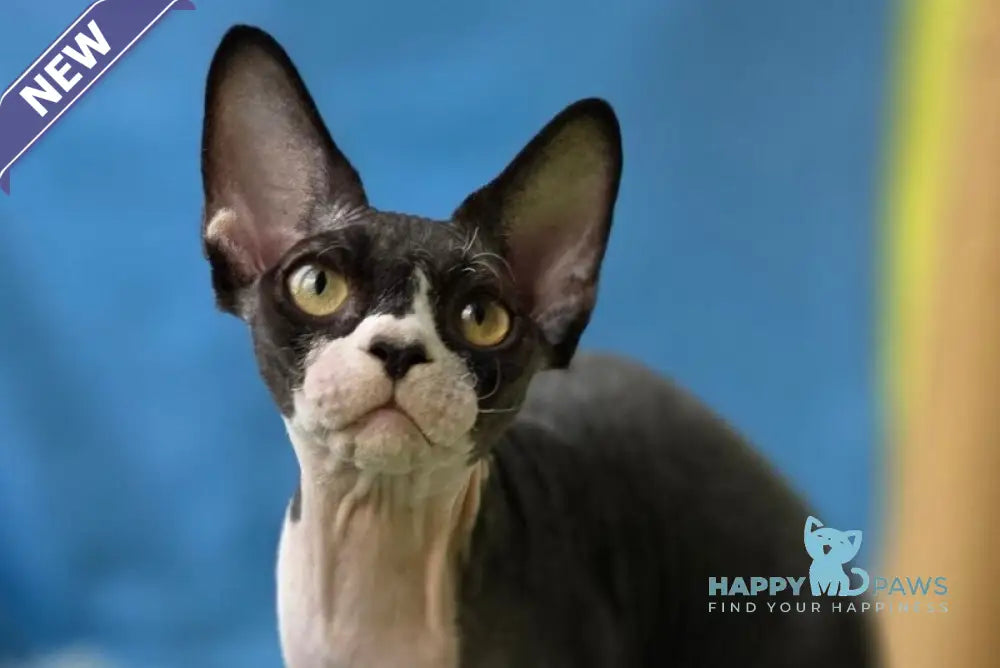 X-man Devon Rex male black bicolour live animals