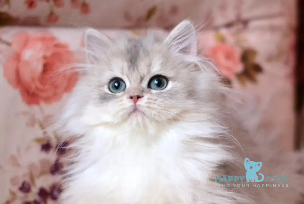 X-Ray British Longhair male blue golden shaded live animals