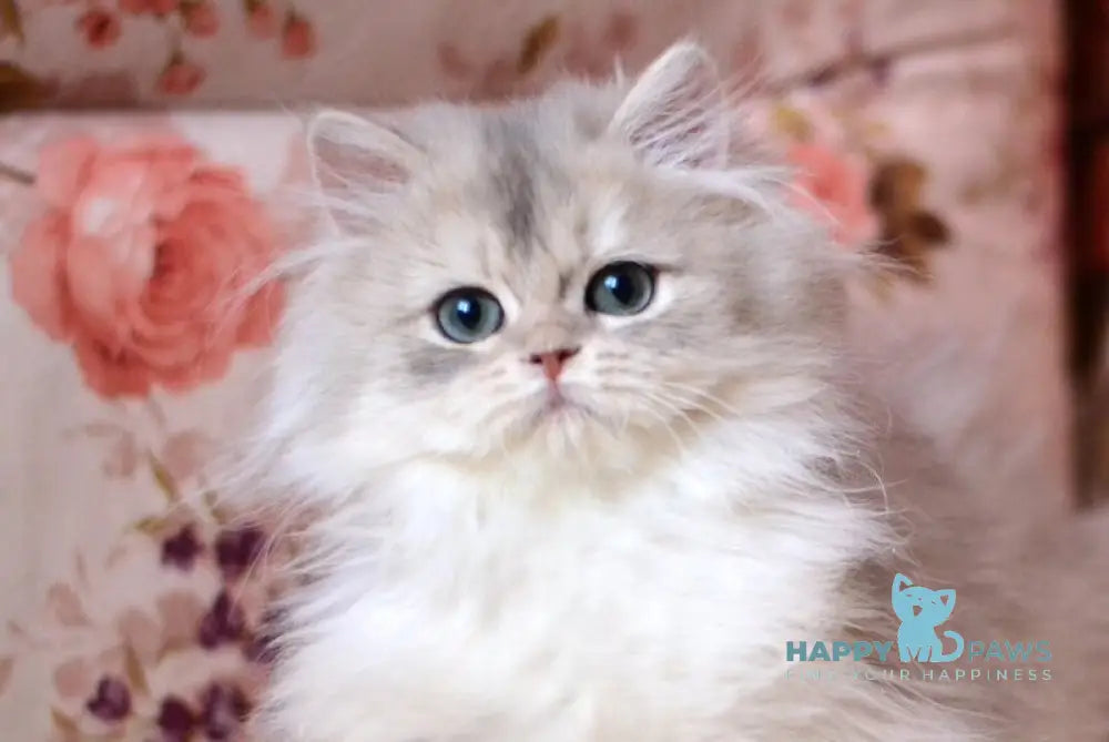 X-Ray British Longhair male blue golden shaded live animals