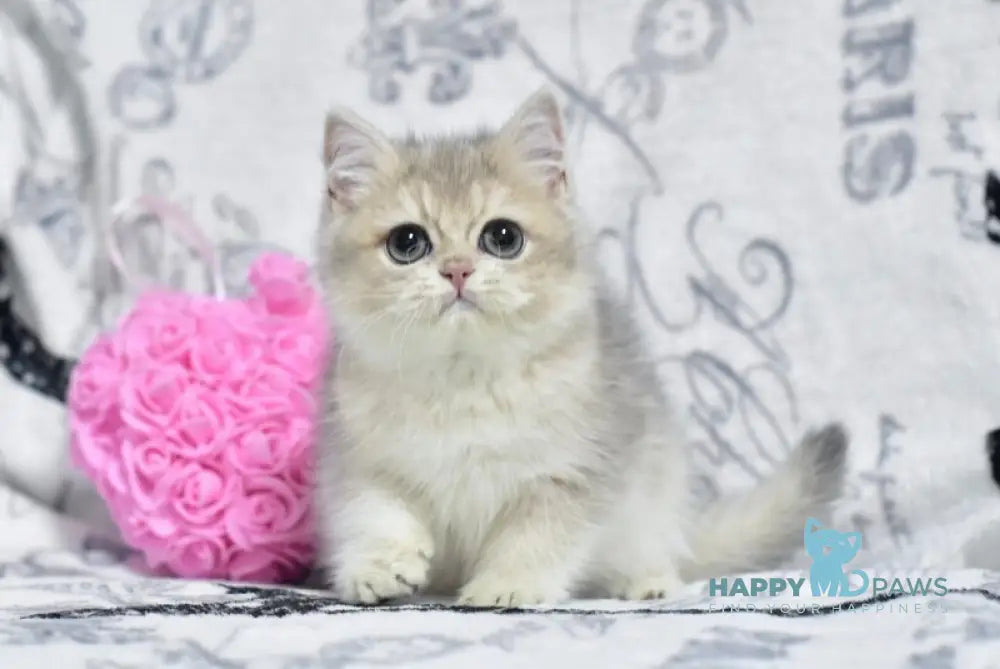 X-Ray British Shorthair male blue golden shaded live animals