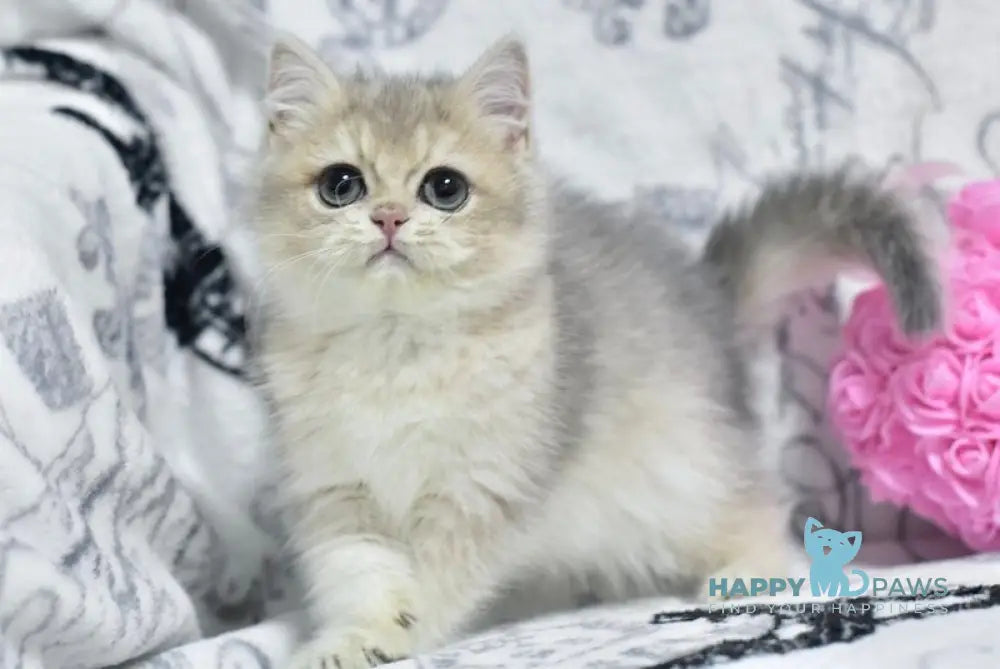 X-Ray British Shorthair male blue golden shaded live animals
