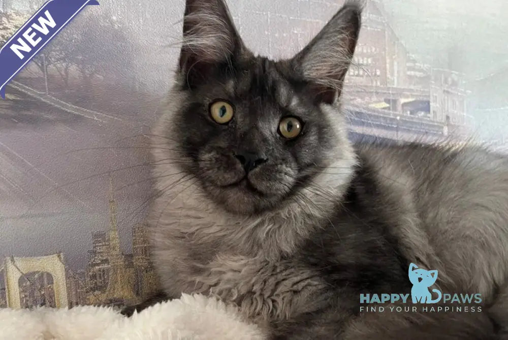 X trail Maine Coon male black silver live animals