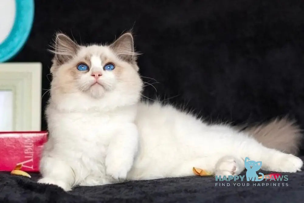 X Trail Ragdoll male blue tabby bicolour live animals