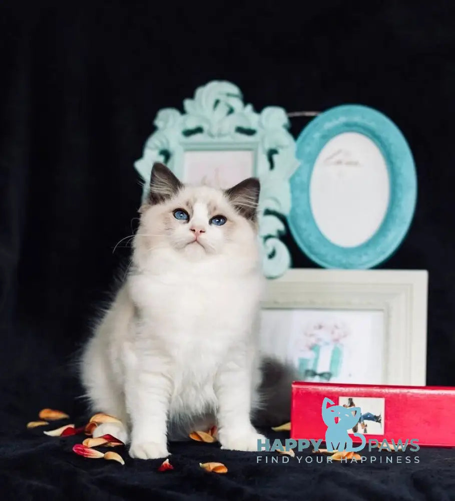 X Trail Ragdoll male blue tabby bicolour live animals