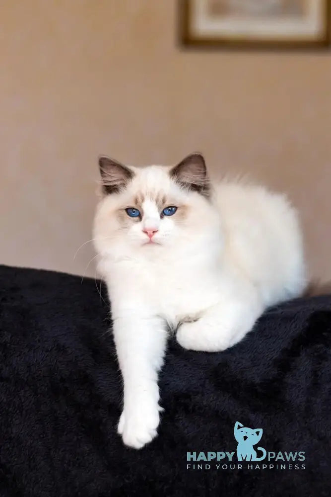 X Trail Ragdoll male blue tabby bicolour live animals