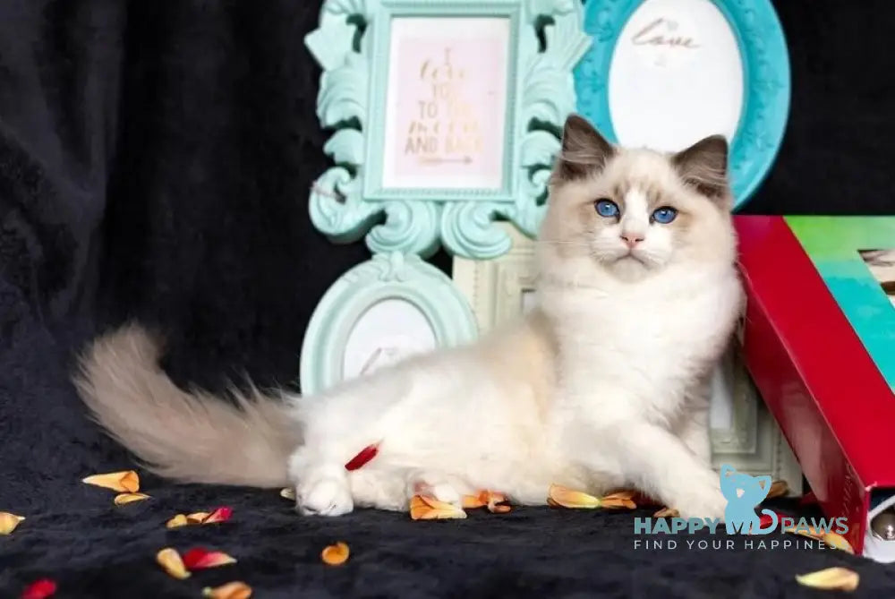 X Trail Ragdoll male blue tabby bicolour live animals