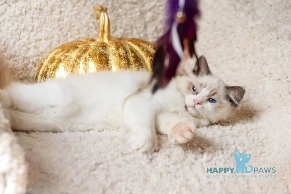 X Trail Ragdoll male blue tabby bicolour live animals