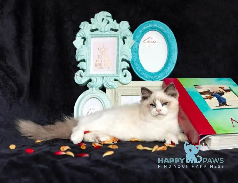 X Trail Ragdoll male blue tabby bicolour live animals