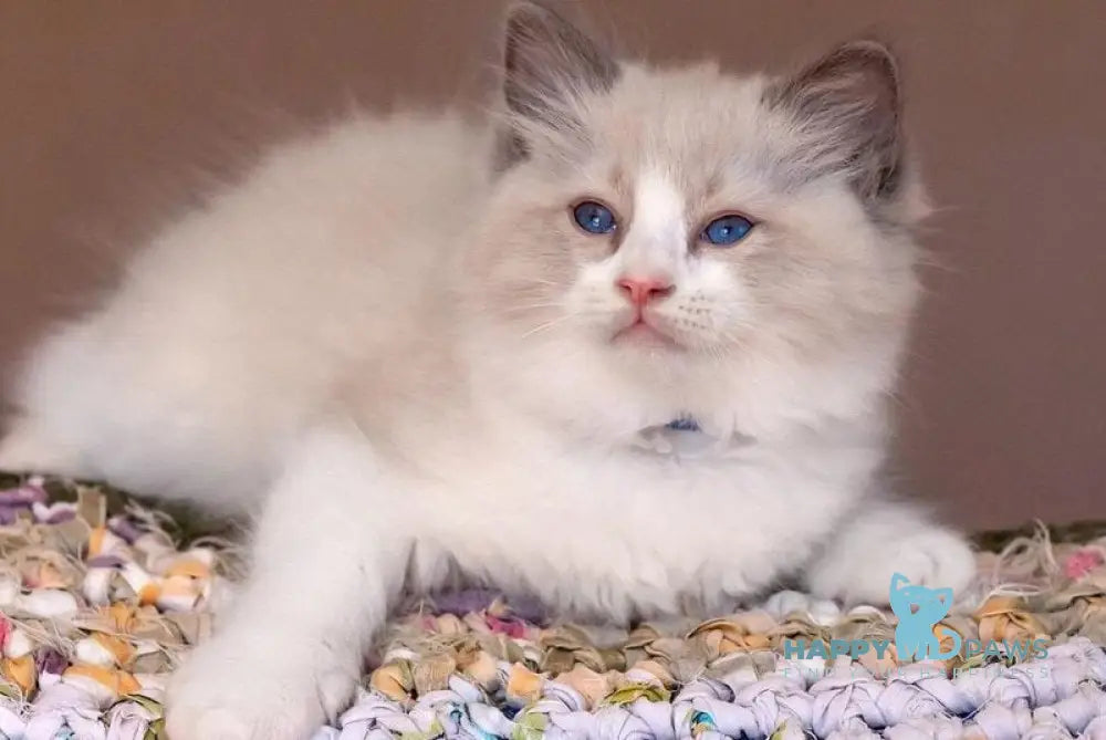 X-Trail Ragdoll male seal bicolour live animals