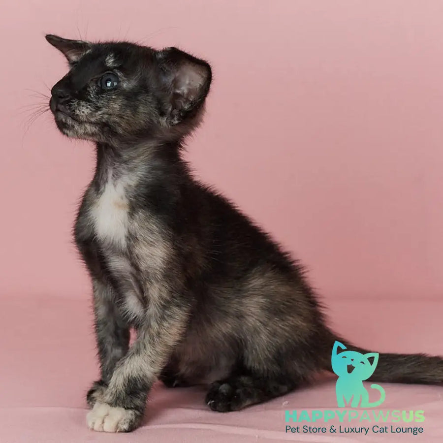X-treme Oriental Shorthair female black tortie - live animals