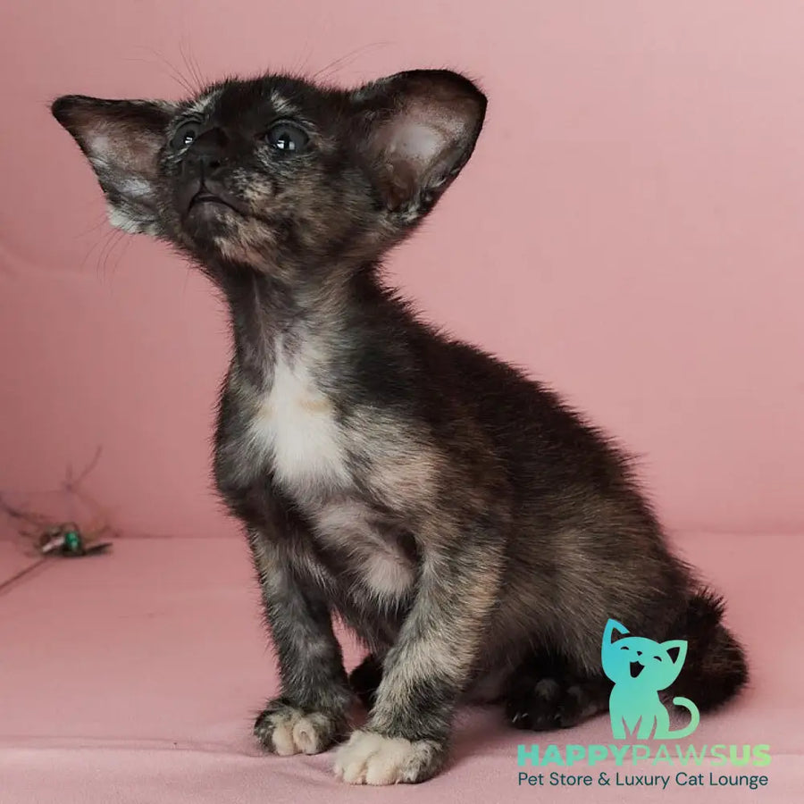 X-treme Oriental Shorthair female black tortie - live animals