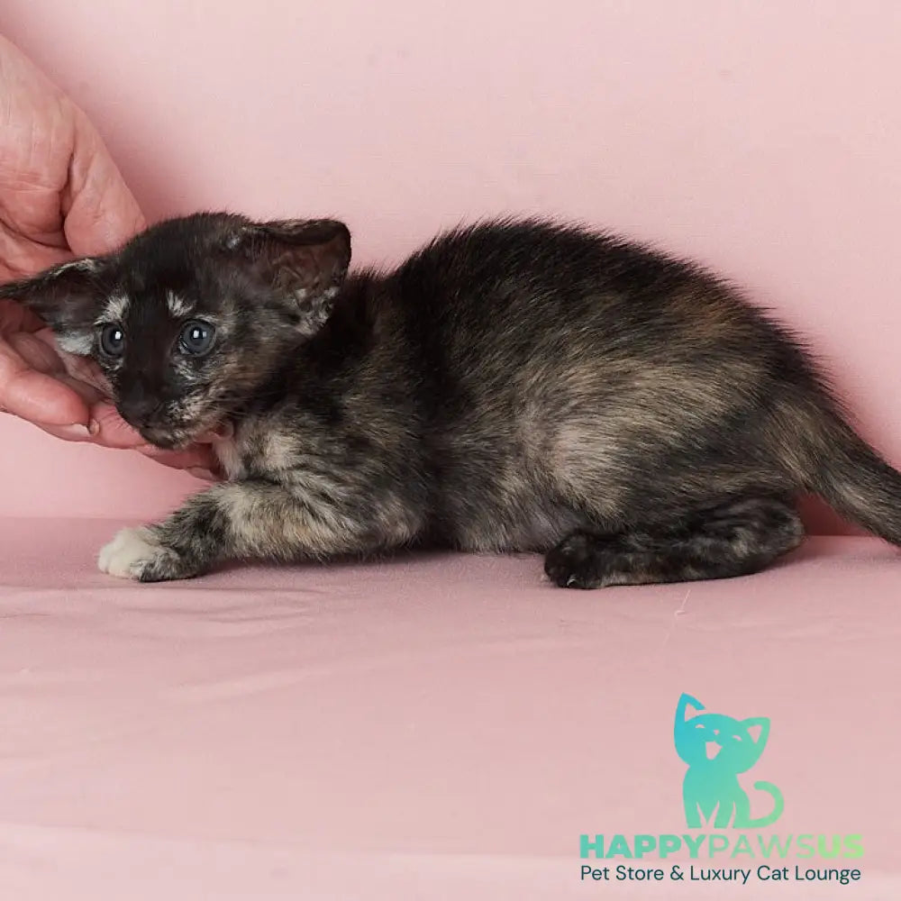 X-treme Oriental Shorthair female black tortie - live animals