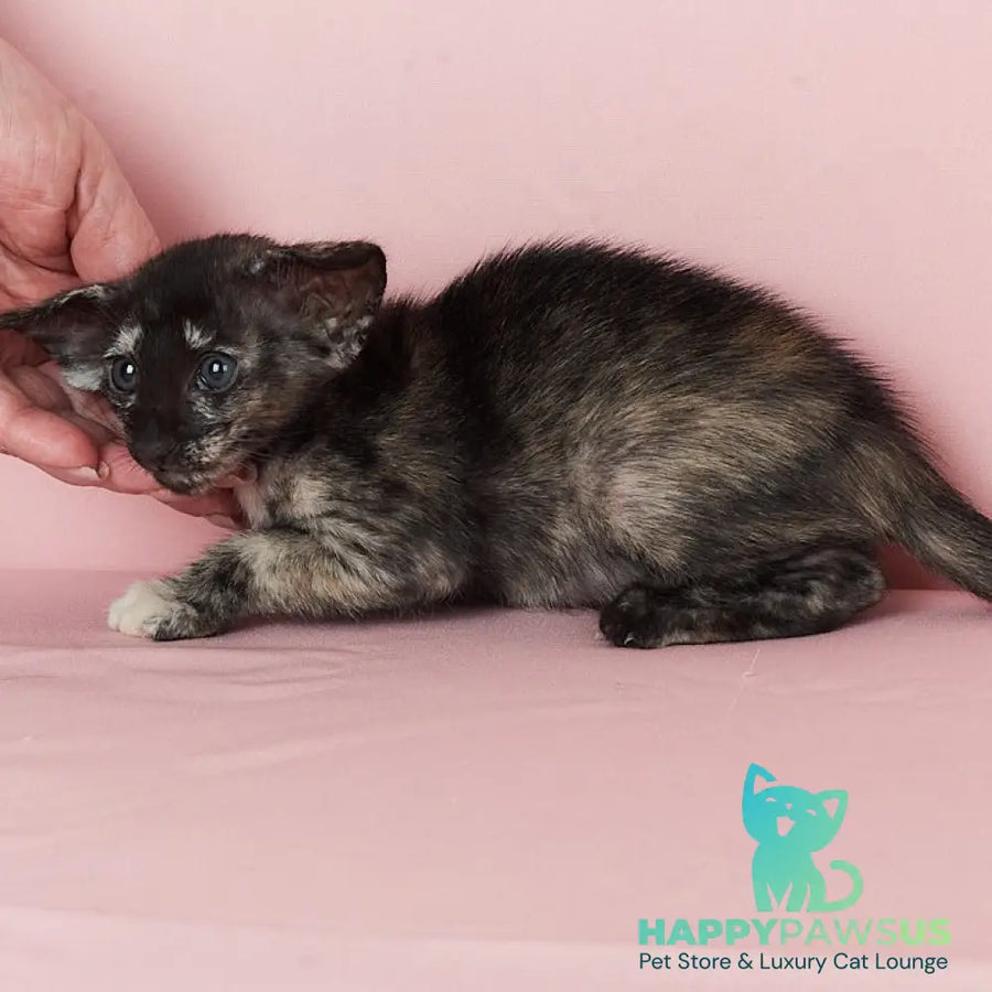 X-treme Oriental Shorthair female black tortie - live animals