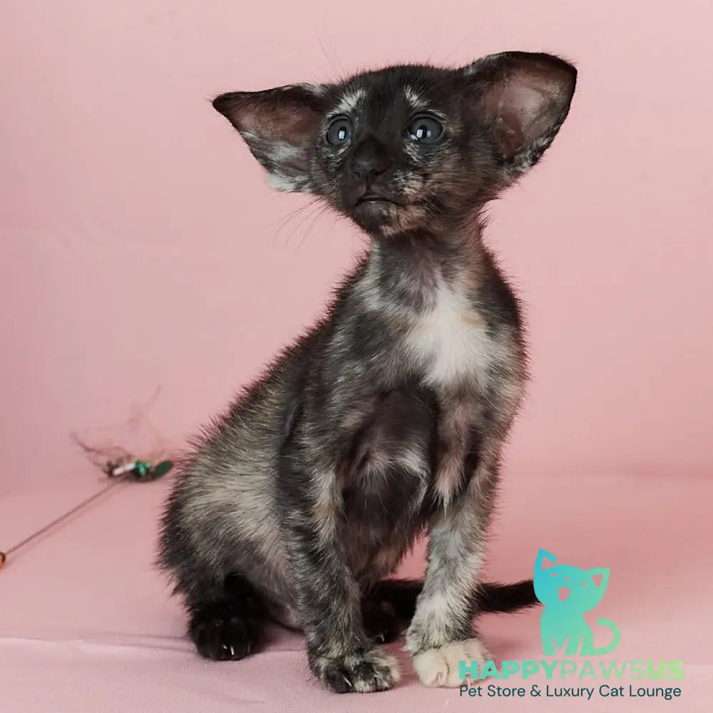 X-treme Oriental Shorthair female black tortie - live animals