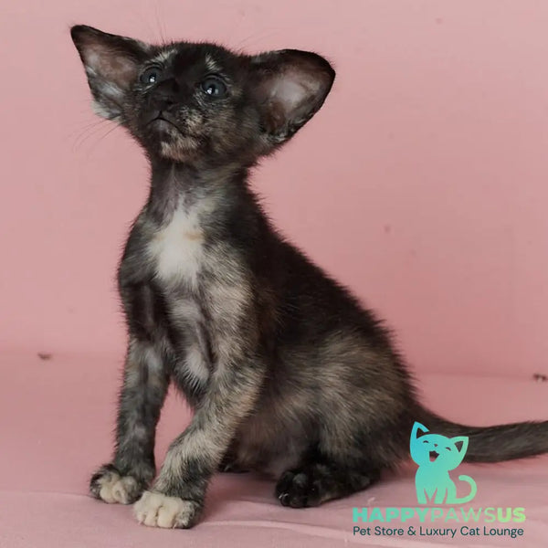 X-treme Oriental Shorthair female black tortie - live animals