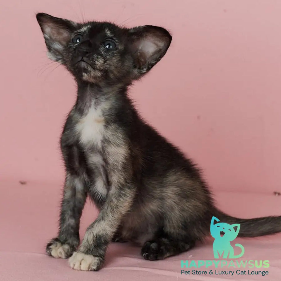 X-treme Oriental Shorthair female black tortie - live animals