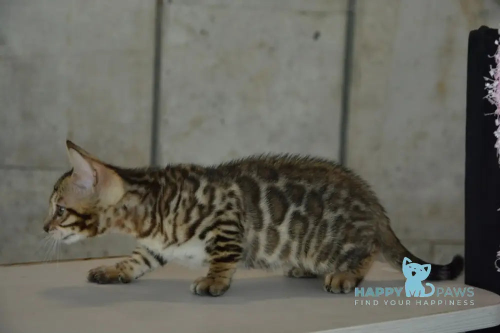 X-Trimm Bengal male black spotted tabby live animals