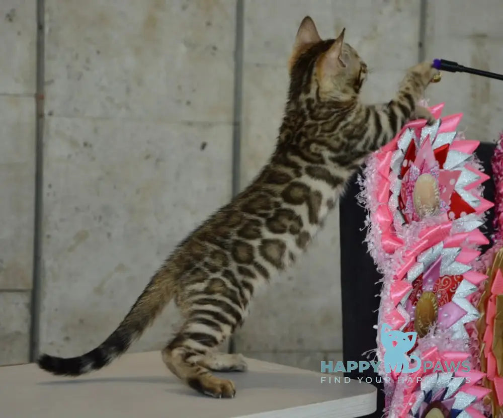 X-Trimm Bengal male black spotted tabby live animals
