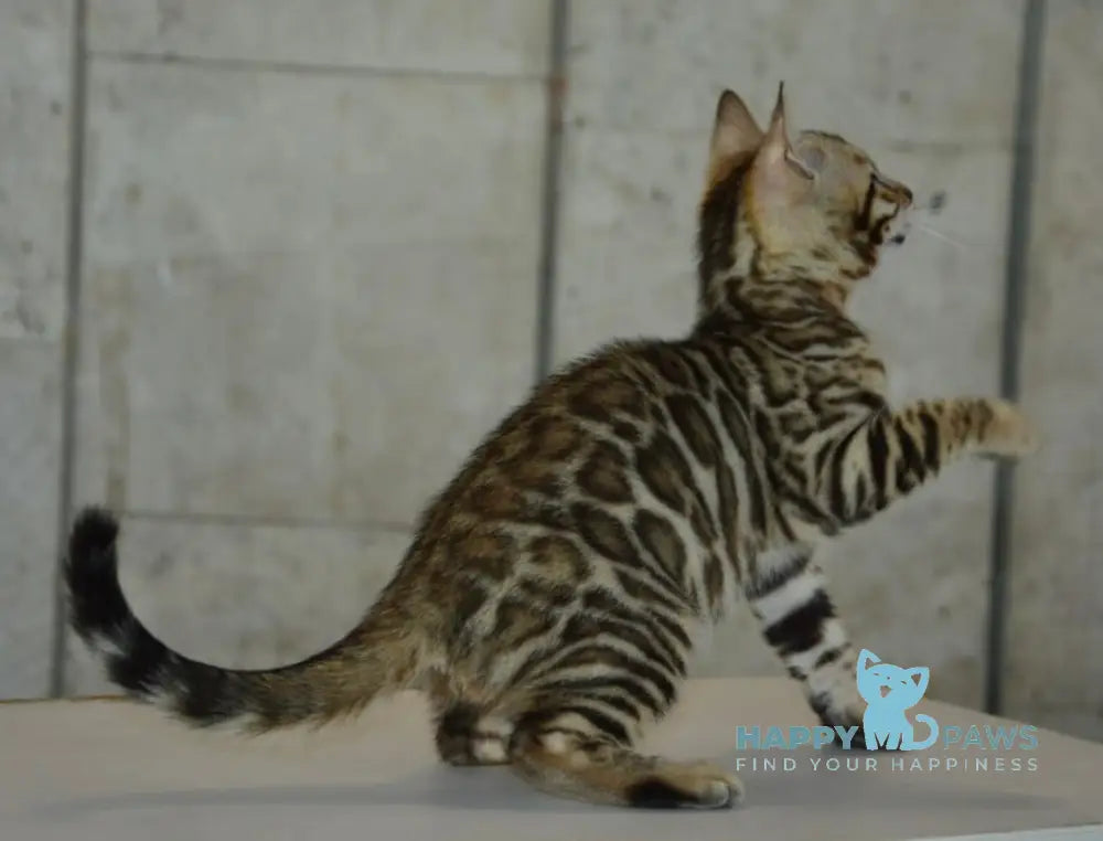 X-Trimm Bengal male black spotted tabby live animals