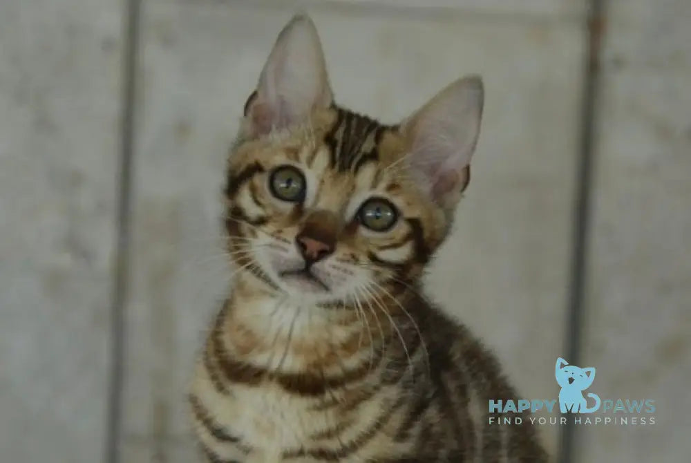 X-Trimm Bengal male black spotted tabby live animals