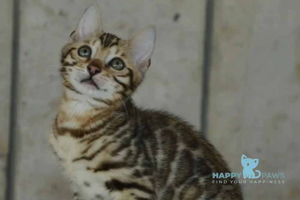 X-Trimm Bengal male black spotted tabby live animals