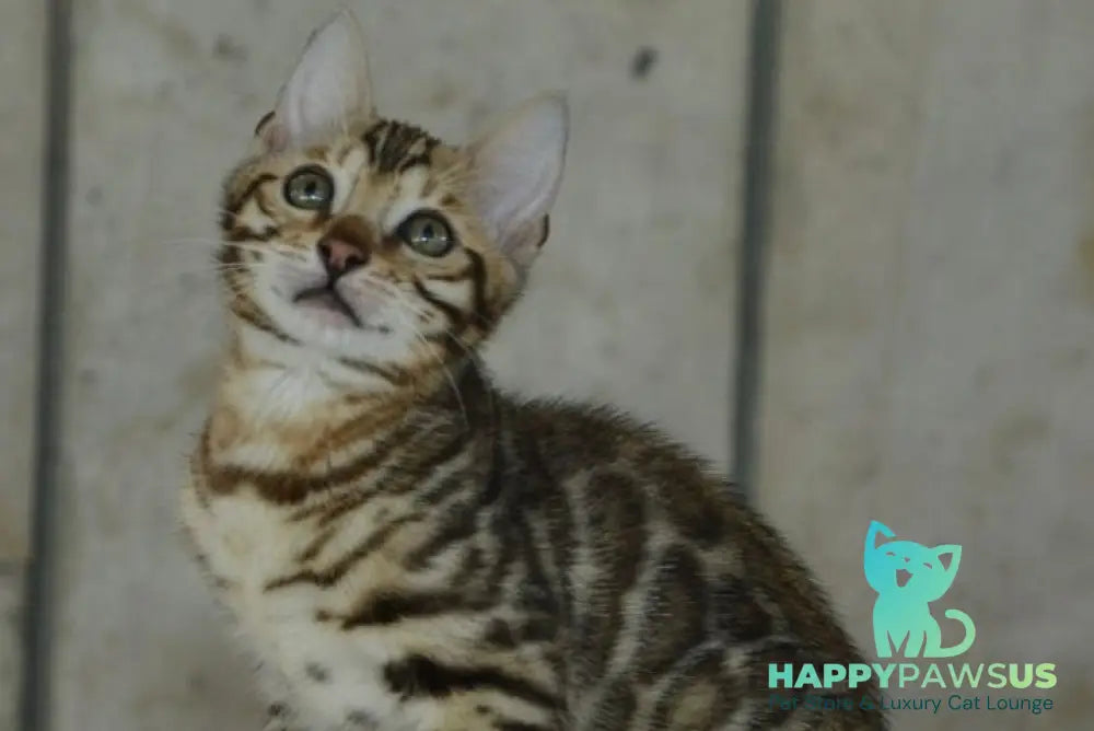X-Trimm Bengal male black spotted tabby live animals