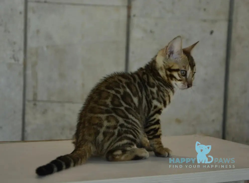 X-Trimm Bengal male black spotted tabby live animals