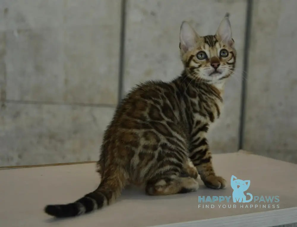 X-Trimm Bengal male black spotted tabby live animals