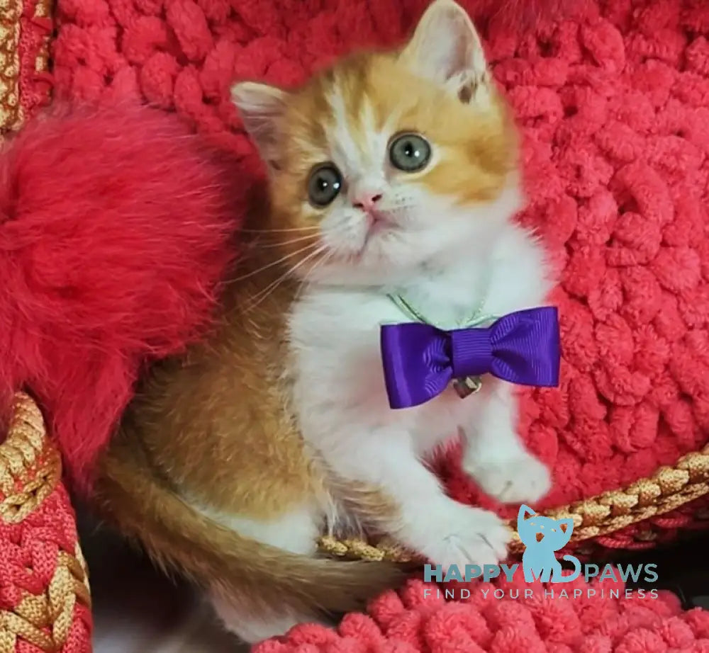 X-Trimm Scottish Straight Male Cinnamon Golden Shaded Bicolour Live Animals