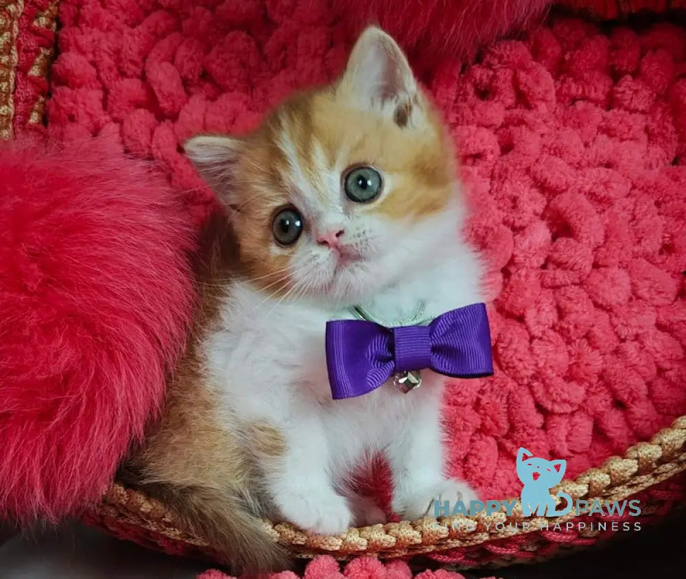 X-Trimm Scottish Straight Male Cinnamon Golden Shaded Bicolour Live Animals
