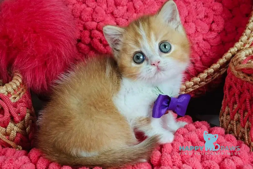 X-Trimm Scottish Straight Male Cinnamon Golden Shaded Bicolour Live Animals