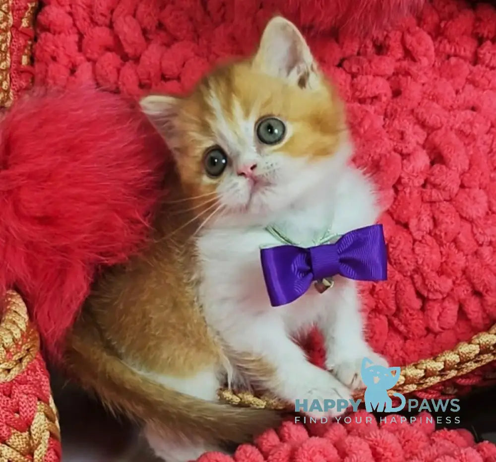 X-Trimm Scottish Straight Male Cinnamon Golden Shaded Bicolour Live Animals