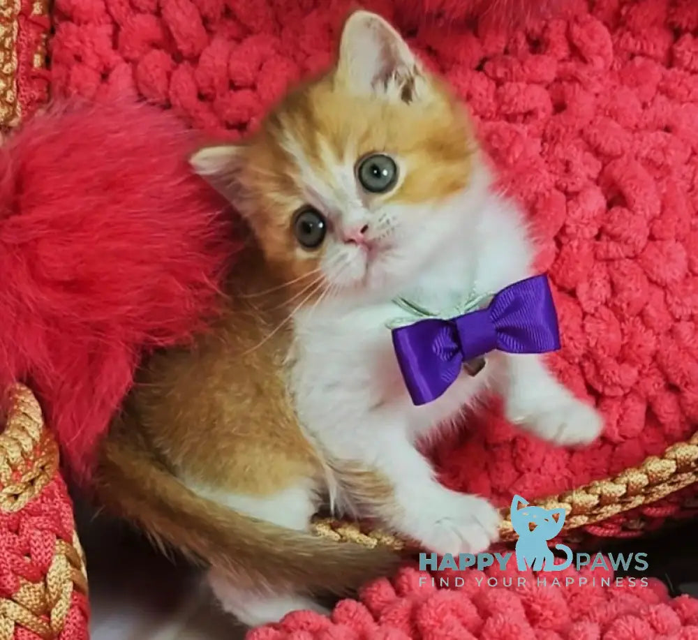 X-Trimm Scottish Straight Male Cinnamon Golden Shaded Bicolour Live Animals