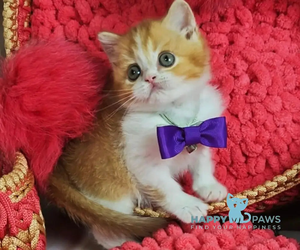 X-Trimm Scottish Straight Male Cinnamon Golden Shaded Bicolour Live Animals