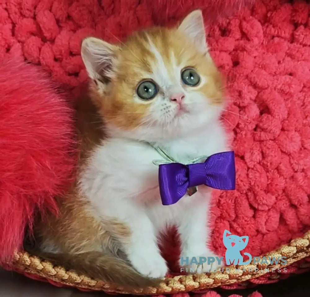 X-Trimm Scottish Straight Male Cinnamon Golden Shaded Bicolour Live Animals
